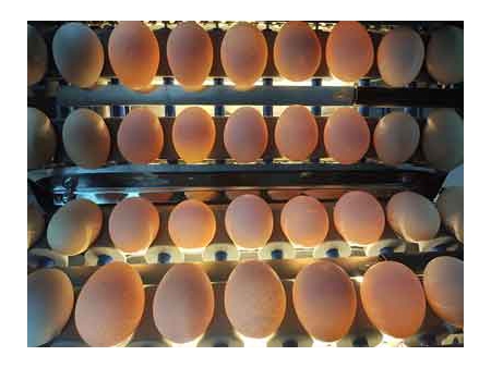 Clasificadora de huevos 101B (4000 HUEVOS/HORA)