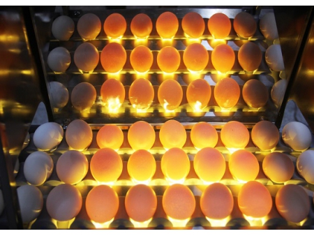Clasificadora de huevos 102BS (5400 huevos/hora)