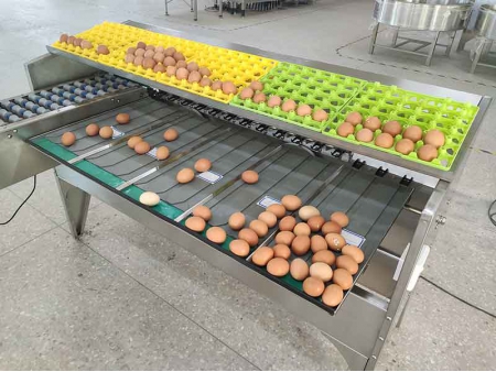 Clasificadora de huevos 102BS (5400 huevos/hora)