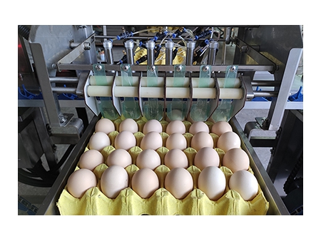 Envasadora de Huevos de Granja 710C (10,000 huevos/hora)