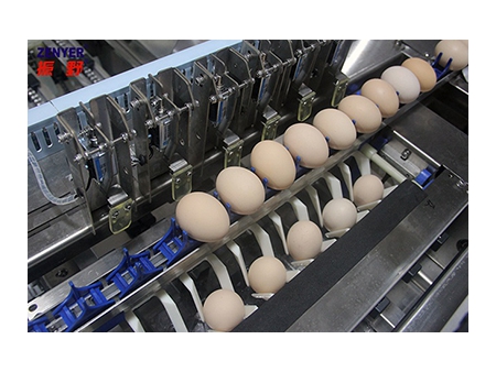 Envasadora de Huevos de Granja 710C (10,000 huevos/hora)