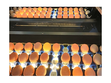 Línea de procesamiento de huevos 303A con limpieza, clasificación y envasado automático (20,000 huevos/hora)