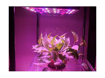Luz LED COB para cultivo