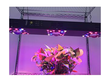 Luz LED roja y azul para cultivo